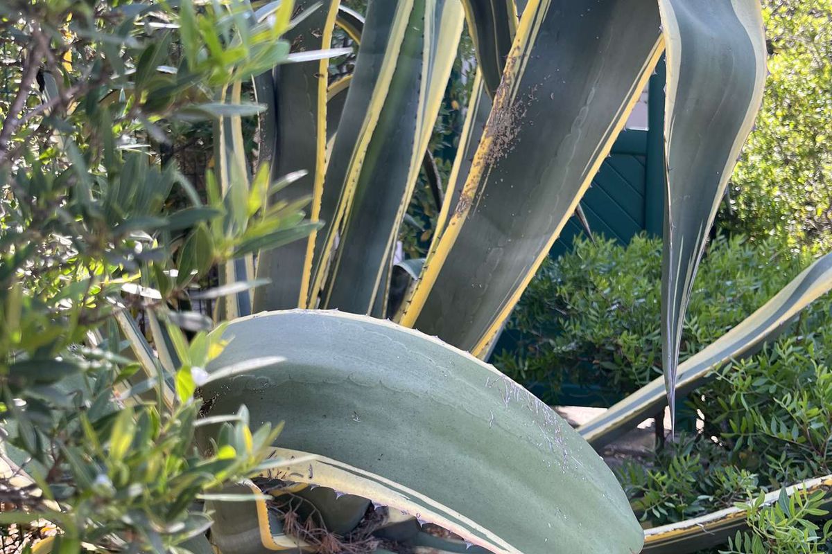 STUDIO POUR 4 PERSONNES À CAVALAIRE - Grand pavois